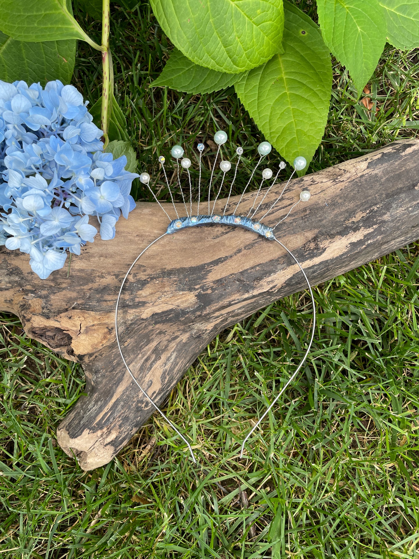 Blue celestial tiara resting on a log in a garden setting with a blue flower to the left.